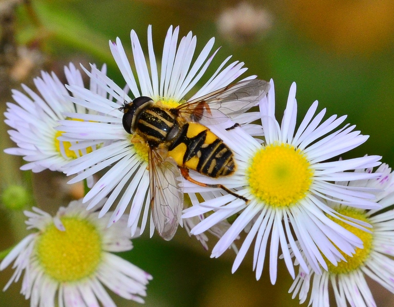 Helophilus